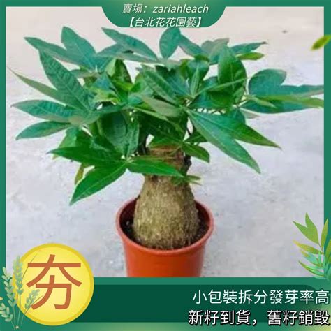 招財樹種類|探索發財樹的種類：認識常見品種和獨特之處